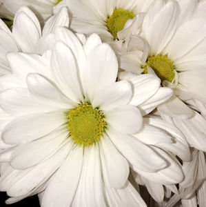 Meet your Posher, Lea